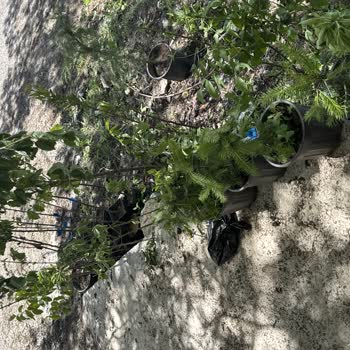 Kargodan Yarım Ağaç Eksik Teslim, Kalanlar Susuz Bekliyor