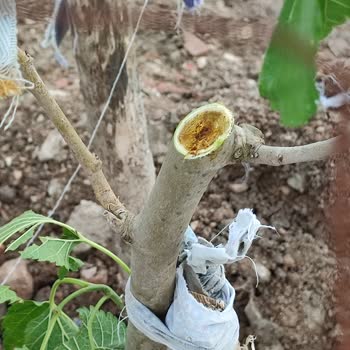 Çürük Ve Yarı Bırakılmış Fidanlar İçin Geri Dönüş Yok
