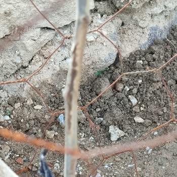 Çürük Ve Yarı Bırakılmış Fidanlar İçin Geri Dönüş Yok