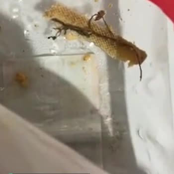 Lezita Piliç Döner Hüsranı!