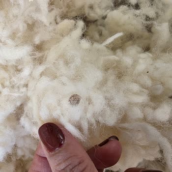 Kirli Yastık İç Dolgu Ve Sağlık Riski İçin Ücretsiz Değişim Talebi