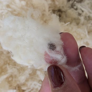 Kirli Yastık İç Dolgu Ve Sağlık Riski İçin Ücretsiz Değişim Talebi