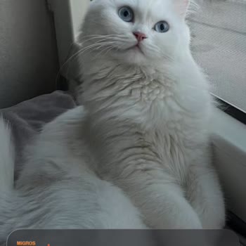 Eki aç