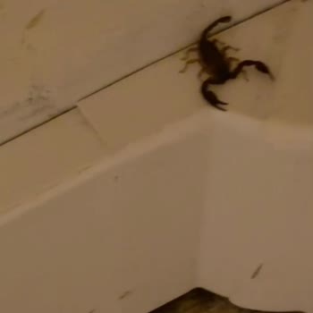 Helal Et Talebimize Cevap Gelmedi, Turda Domuz Eti Sunuldu