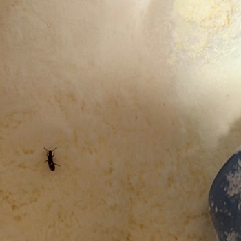Aptamil Bebek Sütünde Canlı Böcek Tespiti Ve Sağlık Riski