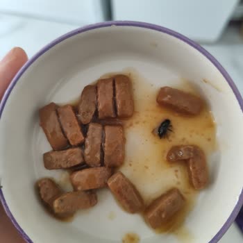 Whiskas Kedi Mamalarında Sinek Sorunu