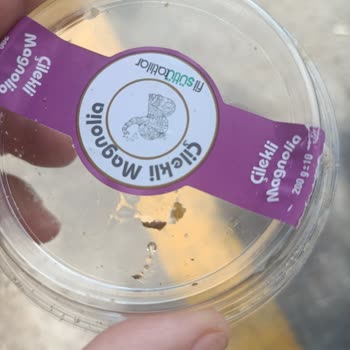 Belpa Cafe'de Çilekli Magnolia’da Mavi Karton Boğazıma Kaçtı: Hijyen Skandalı