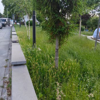 Aşıklar Parkı Ve 214. Sokak'ta Çim Kesilmiyor, Temizlik Ve Sinek Sorunu