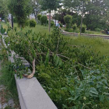 Aşıklar Parkı Ve 214. Sokak'ta Çim Kesilmiyor, Temizlik Ve Sinek Sorunu