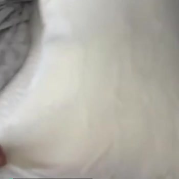 Madame Coco Yastığım Patlak Çıktı!