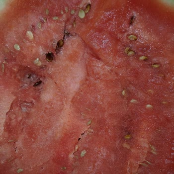 Karpuz Çürük, İade Ve Değişim Reddedildi