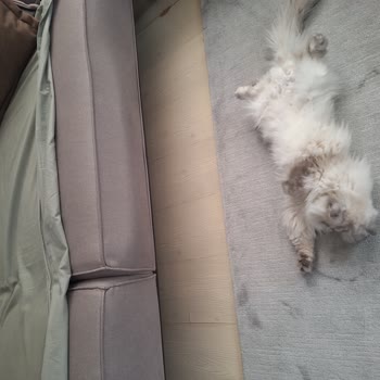 Kelebek Mobilya’da Sünger Çökmesi Ve Tekrarlanan Servis Sorunları