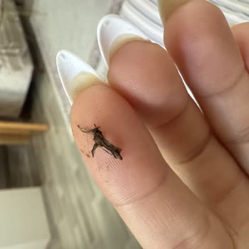 Şok Market Kocatepe Kahvesinde Böcek Parçası: Hijyen Ve Sağlık Endişesi