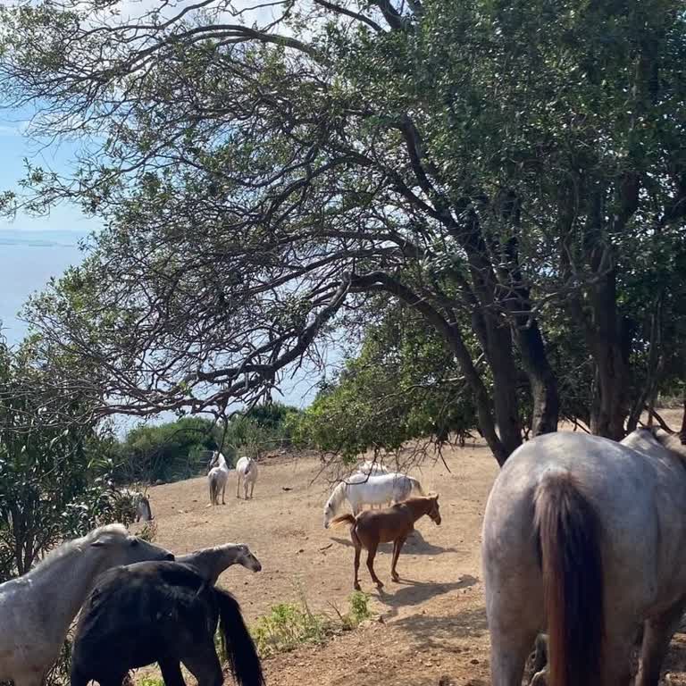 İBB Çalışanının Büyükada’da Ata Şiddeti Ve Sorumlunun Cezalandırılması Gereği