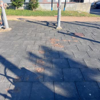 Ümraniye Hekimbaşı Parkında Hayvan Kirliliği Ve Çocuk Sağlığı Tehlikesi