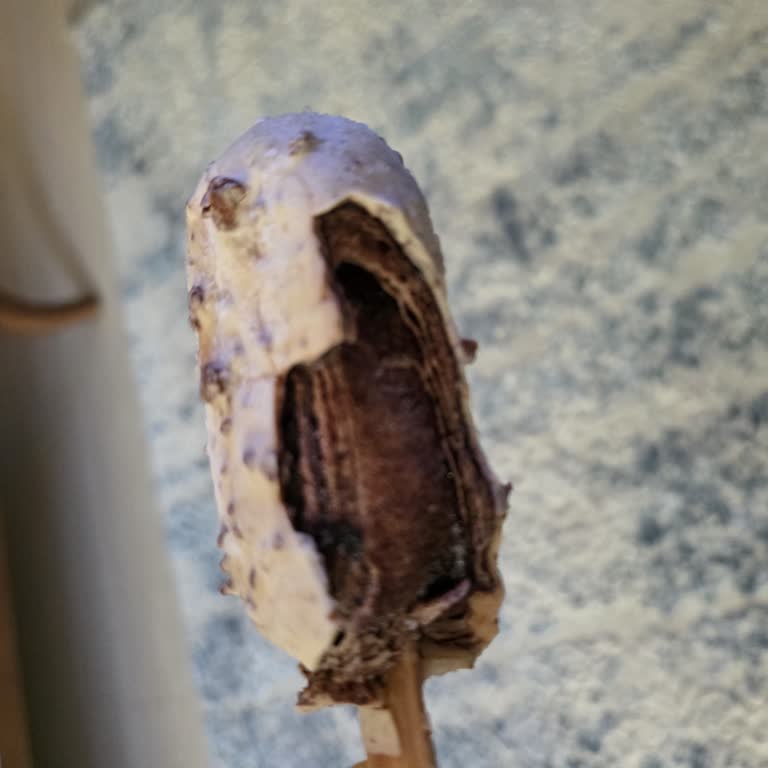 Magnum Mini Cookie Çikolata Çökmesi Ve Erime Şikayeti