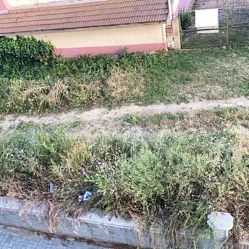Kalamış Sokak’ta Asfalt Eksikliği Ve Yüksek Otlarla Oluşan Haşere Sorunu