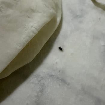 Myfresh Yufkasında Böcek Görüldü Ve Hijyen Güveni Sarsıldı