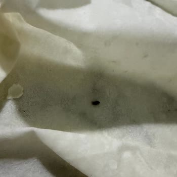 Myfresh Yufkasında Böcek Görüldü Ve Hijyen Güveni Sarsıldı