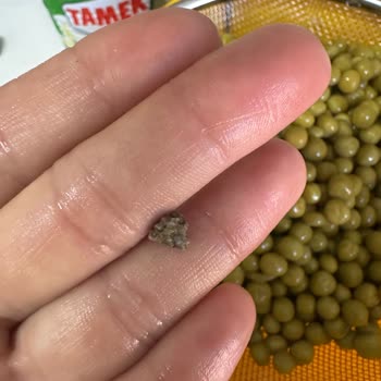 Tamek Bezelye Konserve İçinde Taş Bulunması Sağlık Riski