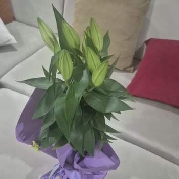 Sipariş Edilen Lilyum Görsele Uymadı, Taze Değil Ve Müşteri Hizmetleri Sadece Kupon Teklif Etti