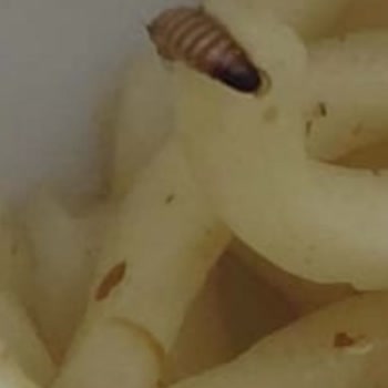 Noodle Ürününün İçinden Çıkan Böcek Ve Şirketin Sessizliği
