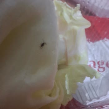 Migros Yemek Marullarda Böcek, Hijyen Şüphesi Ve İade Reddi
