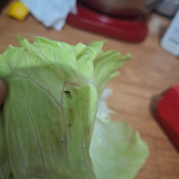 Migros Yemek Marullarda Böcek, Hijyen Şüphesi Ve İade Reddi