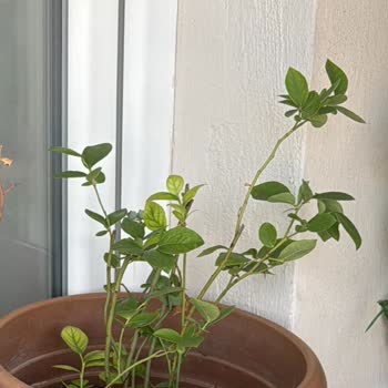 Kuru Ve Sağlıksız Fide Gönderildi, Şirketle İletişim Kurulamıyor