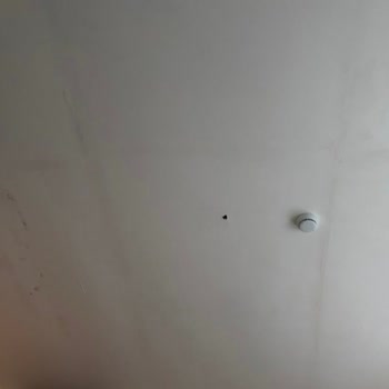 Kötü Kokulu Ve Böcekli Oda İçin Çözüm Ve Özür Bekleniyor