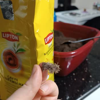 Lipton Yellow Çay Paketi İçinde Kuş Tüyü Bulunması Sağlık Ve Hijyen Endişesi Yaratıyor