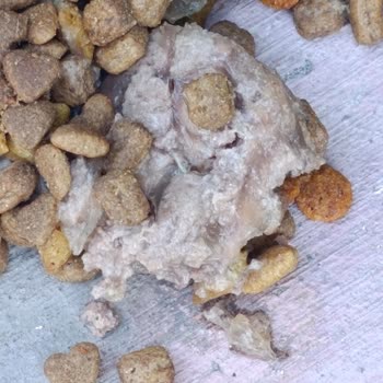 Migros Menemen Şubesinde Joker Yaş Mama Bozuldu, Kediler Kusmaya Başladı