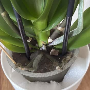 Çiçek Sepeti'den Seramik Saksı ve Beyaz Taşlı Orkide Yerine Boş Plastik Saksı Gönderildi