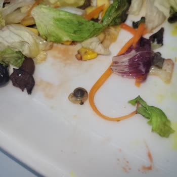Tavuk Dünyası'nda Salata İçinde Salyangoz Çocuklarla Şok