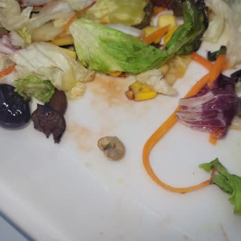 Tavuk Dünyası'nda Salata İçinde Salyangoz Çocuklarla Şok