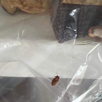 Kuru Patlıcanda Erzak Böceği Bulunması, Evde Yayılma Ve İade Talebi