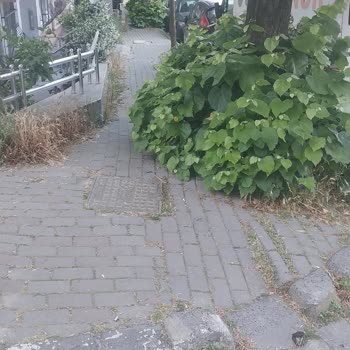 Mimarsinan Caddesi Kaldırımlarındaki Otlar Yaya Güvenliğini Tehlikeye Atıyor