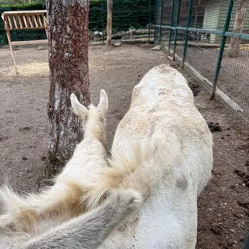 Hayvanların Bakımsız Durumu Ve Yetkili Eksikliği