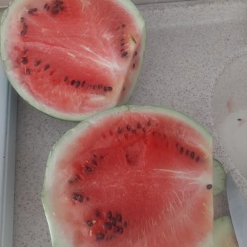 Karpuz Çürük Geldi, Müşteri Hizmetlerinden Yanıt Alınamadı