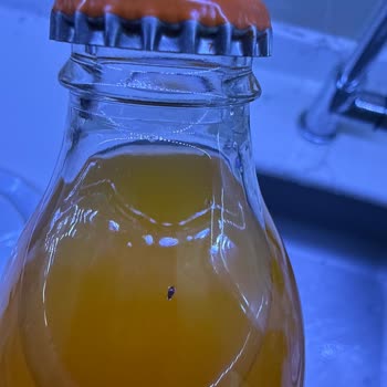 Kızılcahamam Çamlık Maden Suyunda Kapalı Şişede Böcek Bulunması