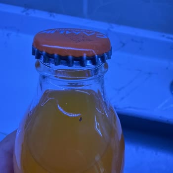 Kızılcahamam Çamlık Maden Suyunda Kapalı Şişede Böcek Bulunması