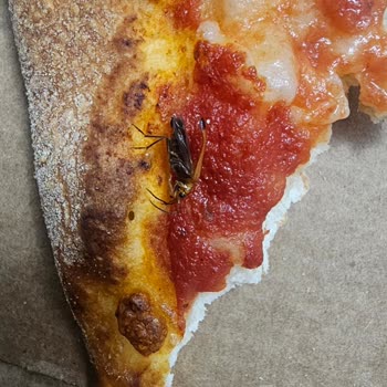 Pizza Üzerinde Böcek: Hijyen Sorunu Ve Tam İade Talebi