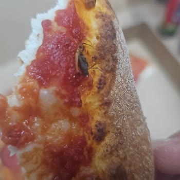 Pizza Üzerinde Böcek: Hijyen Sorunu Ve Tam İade Talebi