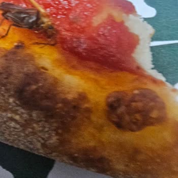 Pizza Üzerinde Böcek: Hijyen Sorunu Ve Tam İade Talebi