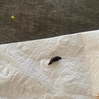 Torku Kremasında Böcek Görülmesi Güvenimizi Sarsıyor