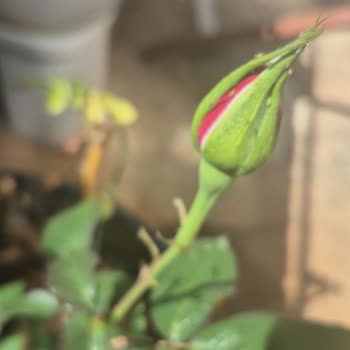 Yanıltıcı Renk Ve Türde Gönderilen Gül Fidanları
