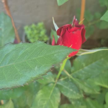 Yanıltıcı Ürün Açıklaması Ve Yanlış Renk Gönderimi