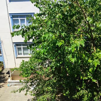 Samsun Çarşamba’da Elektrik Hattına Değinen Tut Ağacı Yol Güvenliğini Tehdit Ediyor