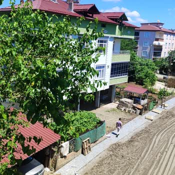 Samsun Çarşamba’da Elektrik Hattına Değinen Tut Ağacı Yol Güvenliğini Tehdit Ediyor