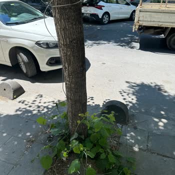 Kablonun Kesik Olması Nedeniyle 7 Gün Süren İnternetsiz Kalma Ve Çözüm Bekleme